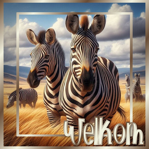 zebraWelkom+2.jpg